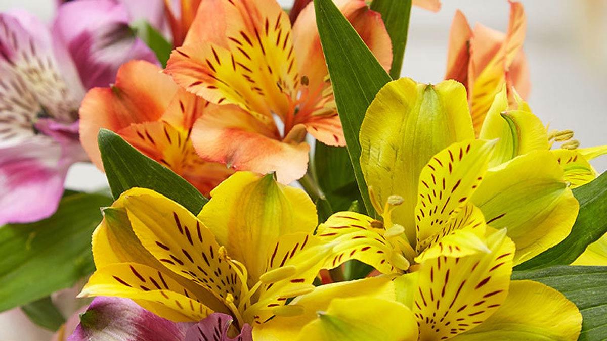 Most Popular Flower Types featured