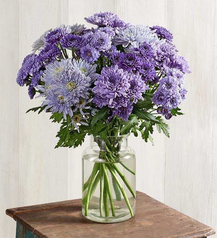 blue chrysanthemum in vase