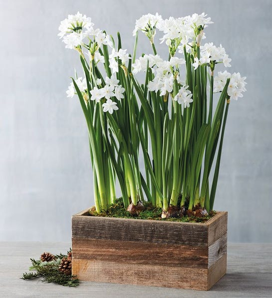 Paperwhites