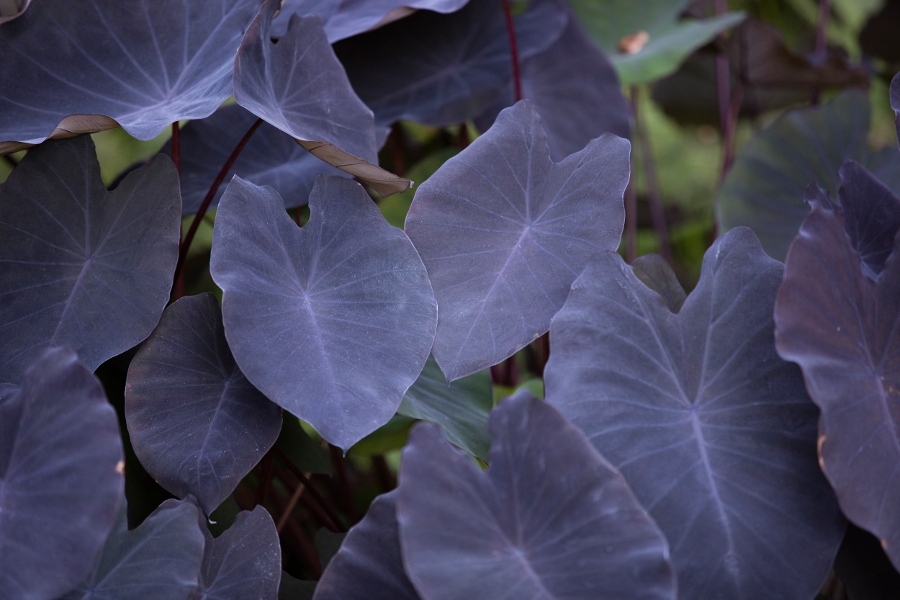 Colocasia Esculenta Plant, also called Black Magic Elephant Ear located at the Botanical Gardens in San Diego, California