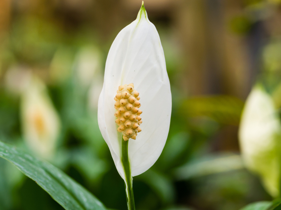 Peace lily