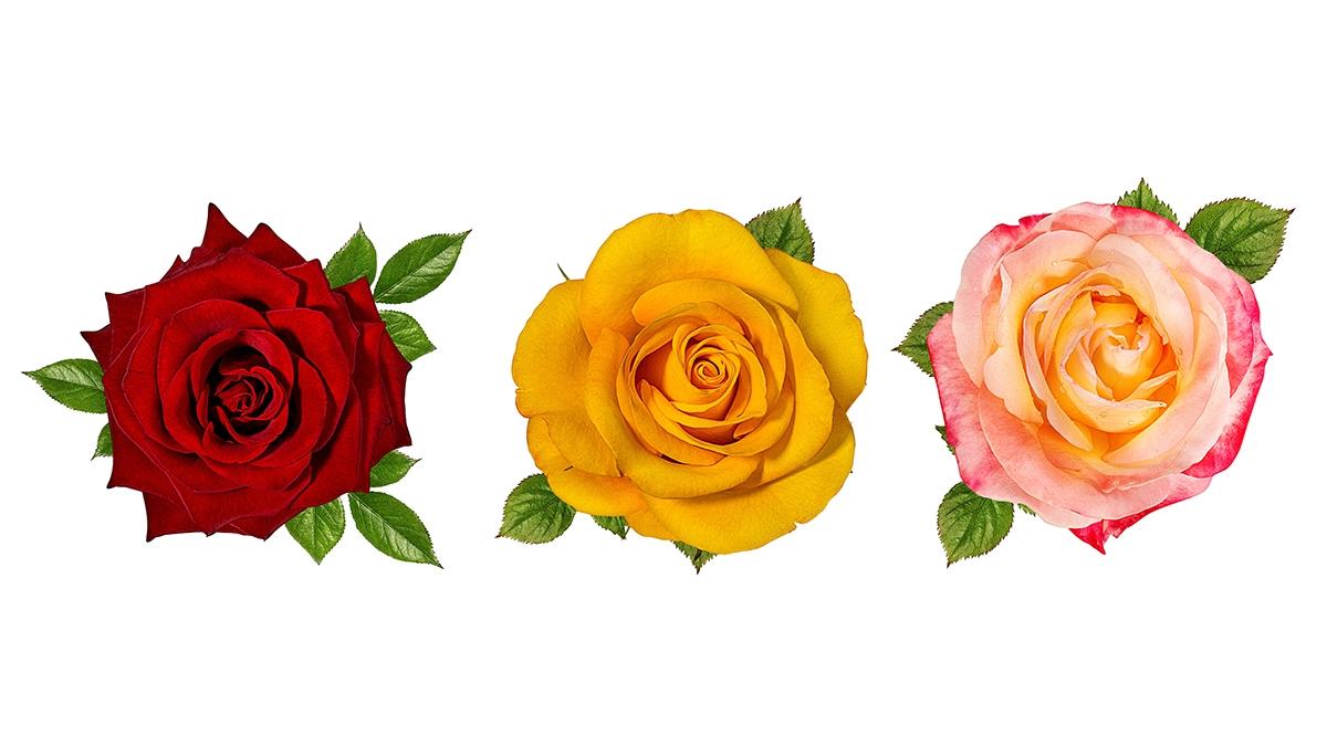 rose types