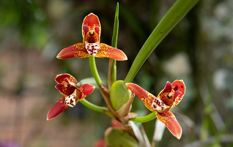 types of orchids maxillaria