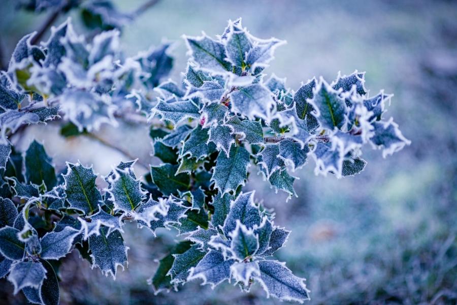 Holly covered with frost