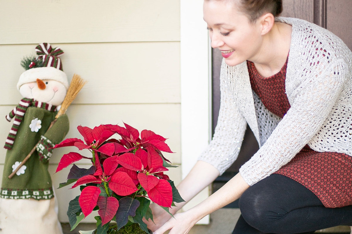 Article Cards Featured Image poinsettia care hero