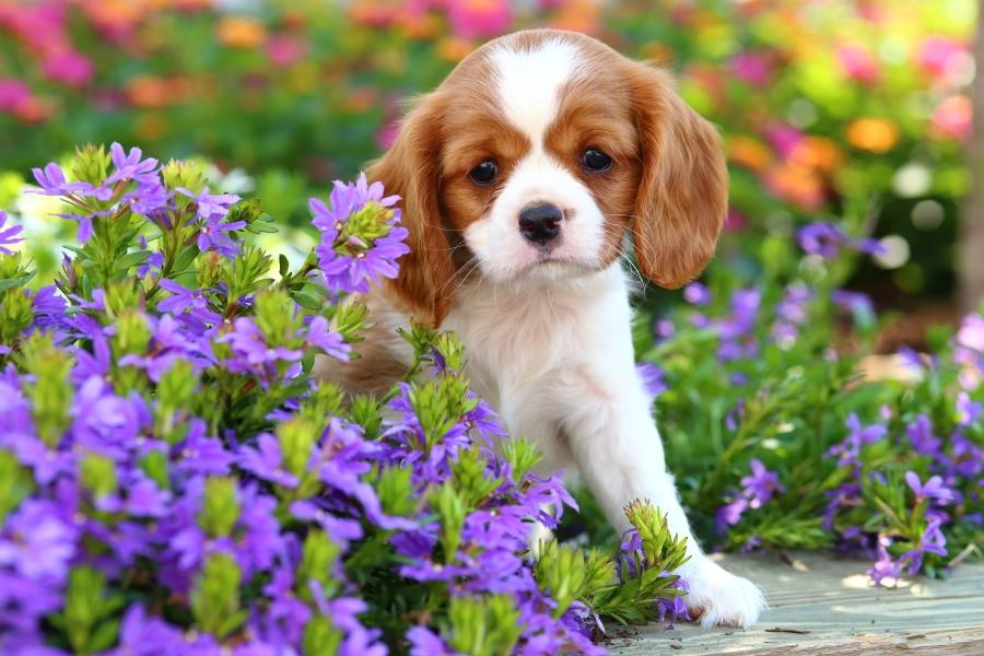 dog gardening flowers pets