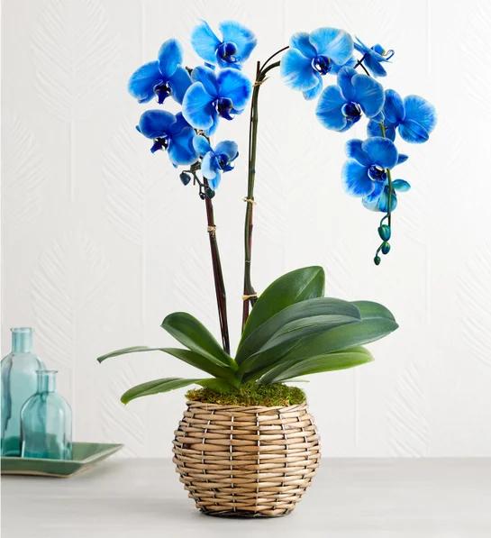 low maintenance plants Blue Phaelenopsis Orchid