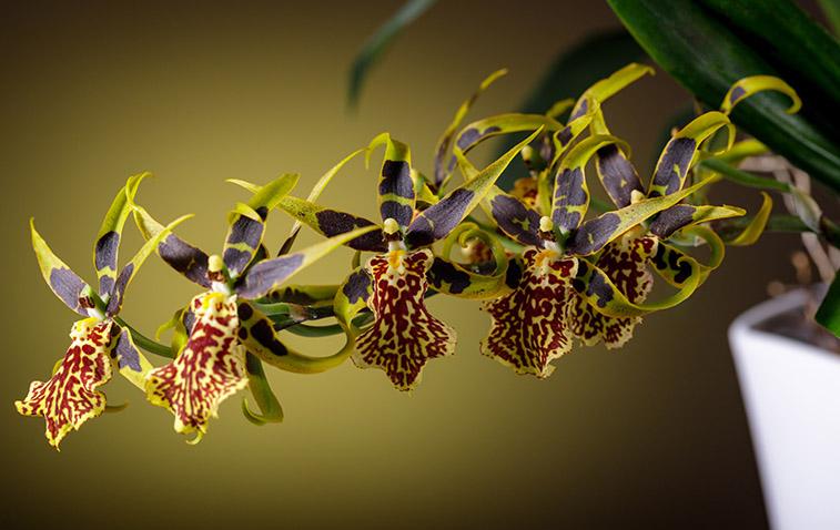 types of orchids brassia