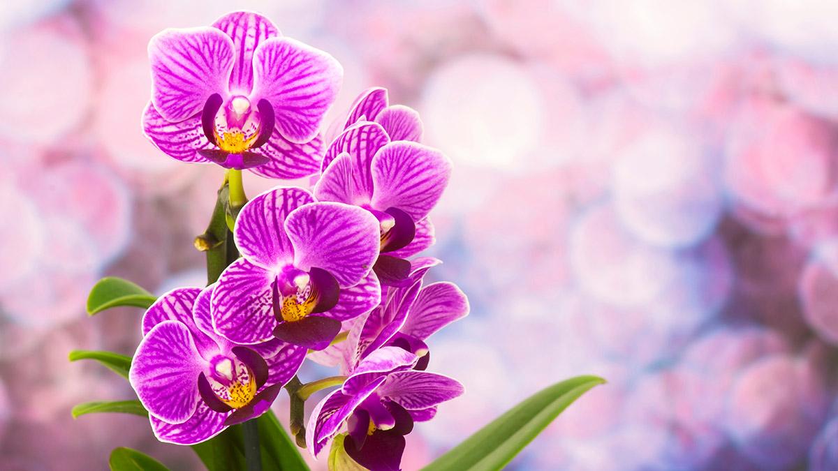 types of orchids phalaenopsis