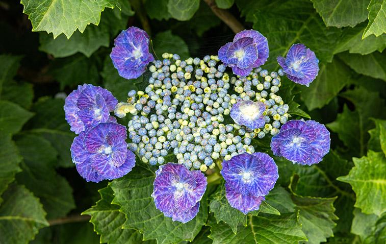 kinds of hydrangea lacecap