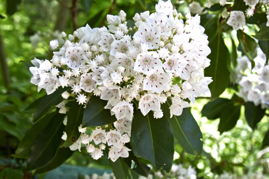 mountain laurel flowers