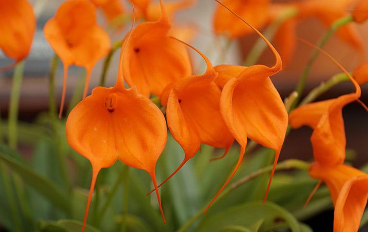 types of orchids masdevallia