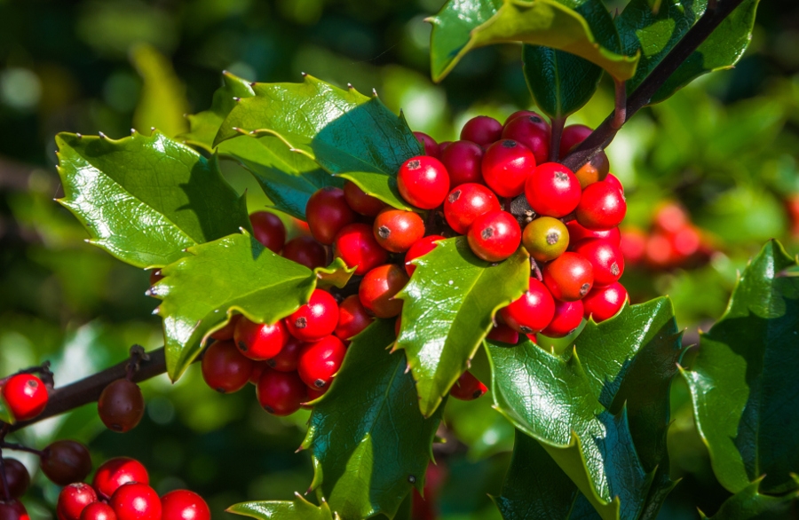 The shiny, green, thorned leaves and bright red berries of a Holly bush  Ilex aquifolium  in the fall.