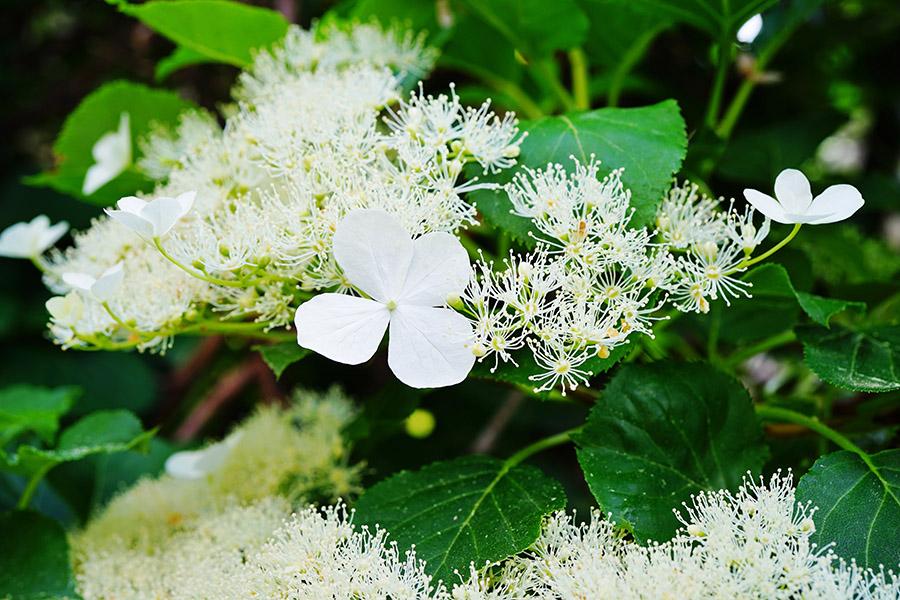 kinds of hydrangeas climbing