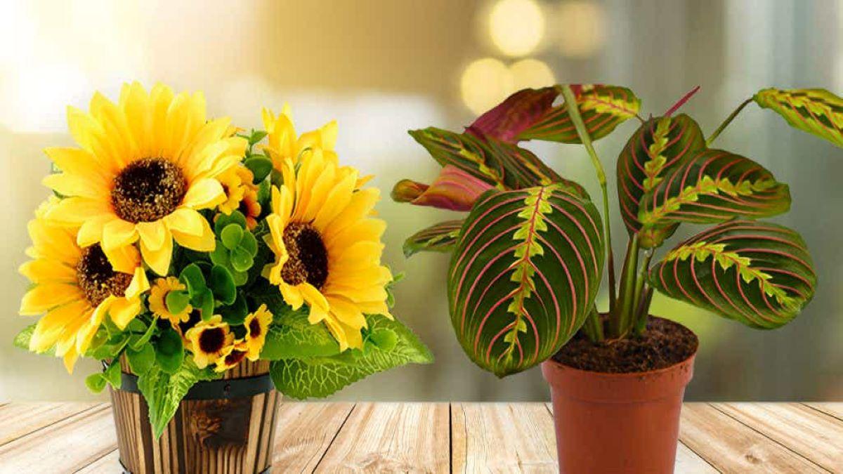Sunflower and Prayer Plant Featured Image=re