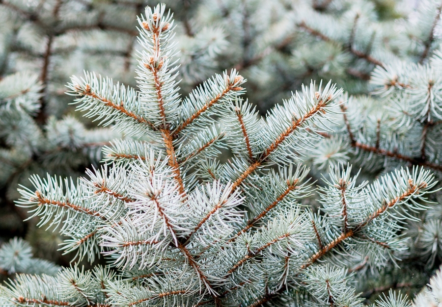 fir tree branch