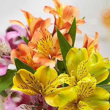 Peruvian Lilies
                  
web to update