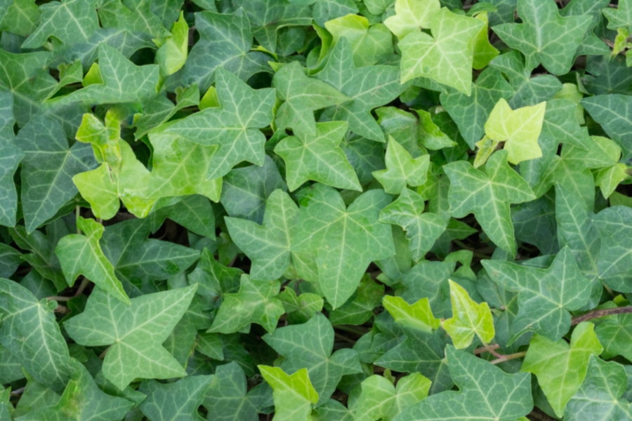 ivy leaves