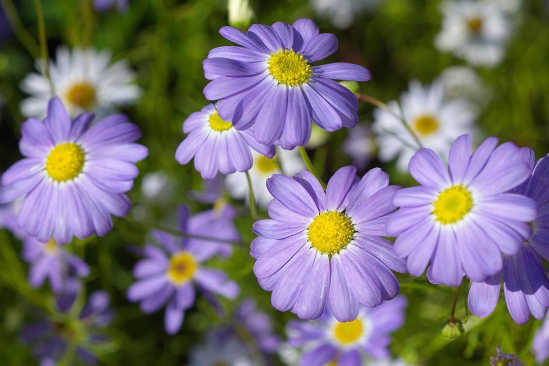 types of daisies swan river daisy