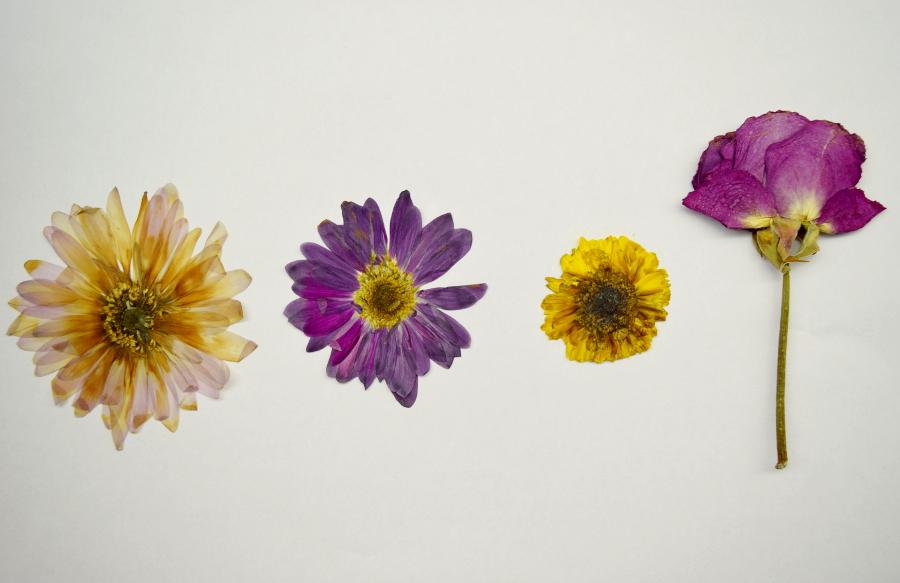 pressed flowers with all pressed flowers