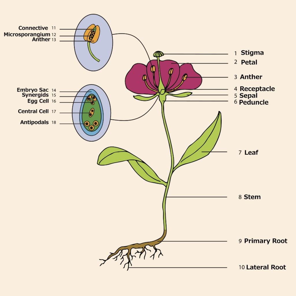 flower anatomy with parts of a flower
