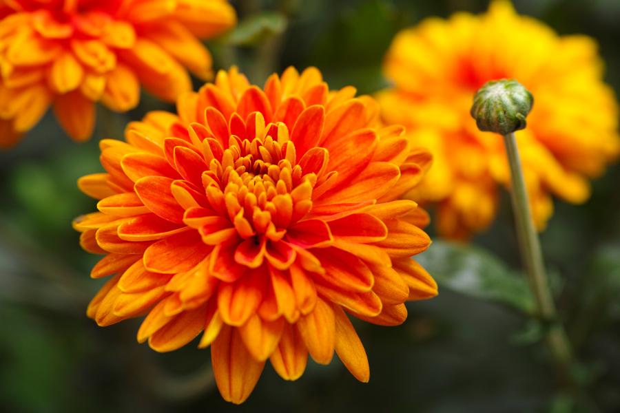 flower color meaning with orange chrysanthemums