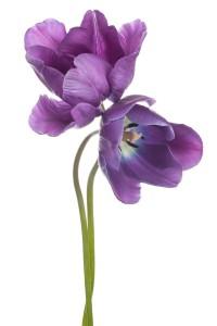 flower anatomy with Purple Tulip Flowers