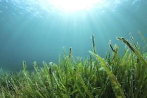 aquatic plants with kelp   seaweed