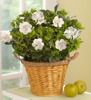 gardenia plant in basket