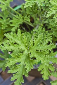 citronella winterianus