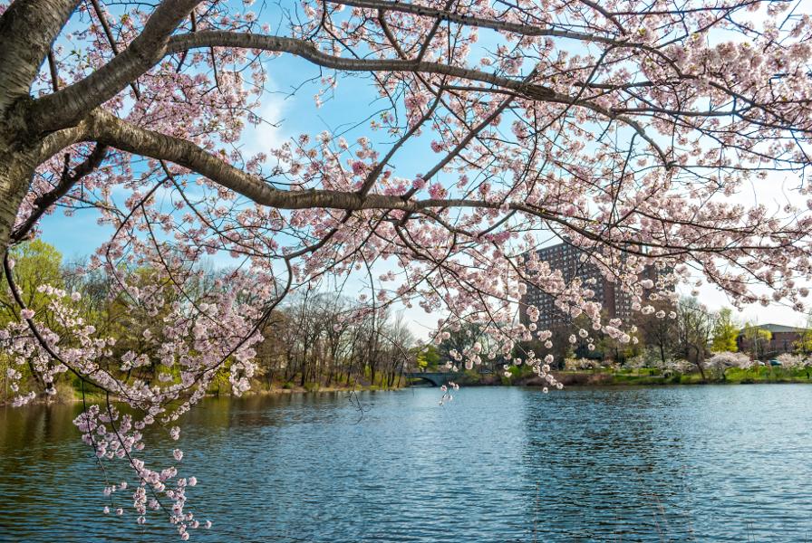 cherry blossom festivals with Cherry Blossom Branch