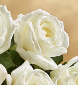 Alabaster Garden Rose in White