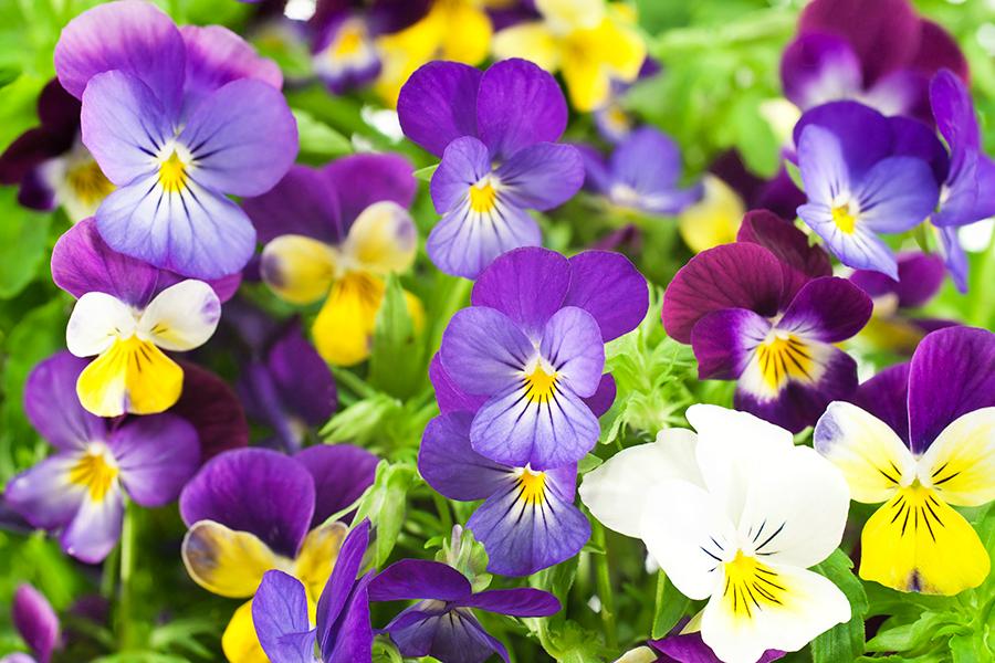 zodiac flowers with pansies