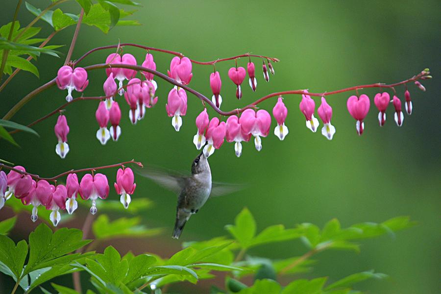 perennial flowers with Hummingbird Feeding at Bleeding Heart Bloom