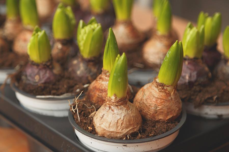 flower bulbs with bulbs growing in a plastic pot
