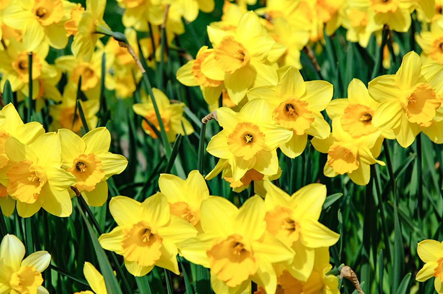 perennial flowers with Daffodil field in spring