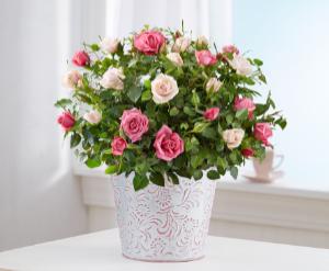 Elegant Bi Color Rose Garden