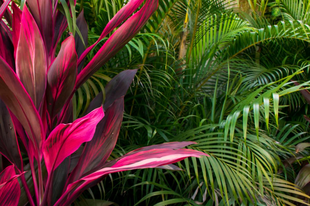 tropical flowers with cordyline