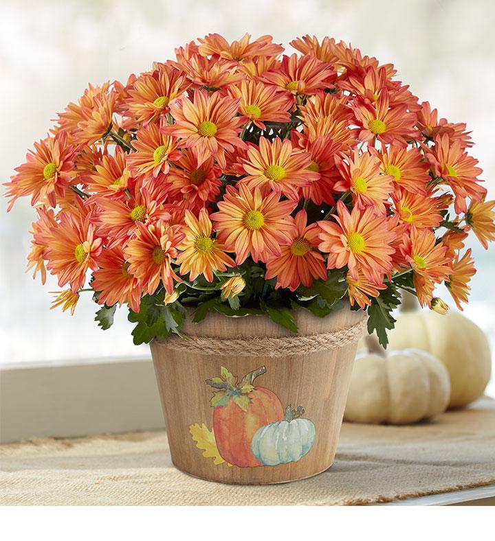 fall blooming flowers mums