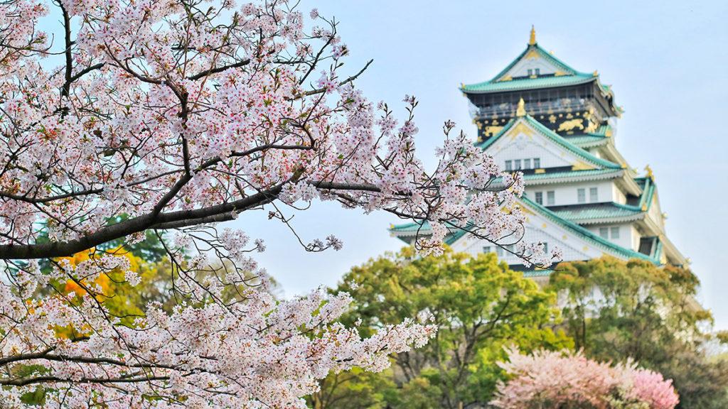 Photo of a pagoda, with popular Japanese flowers  cherry blooms  in foreground