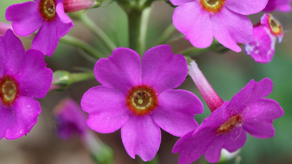 The pink primrose represent long lasting love and beauty in Japanese culture.