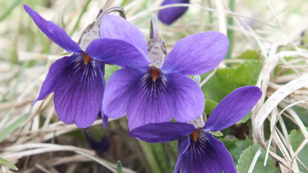 Photo of a purple violet, a popular type of Japanese flowers