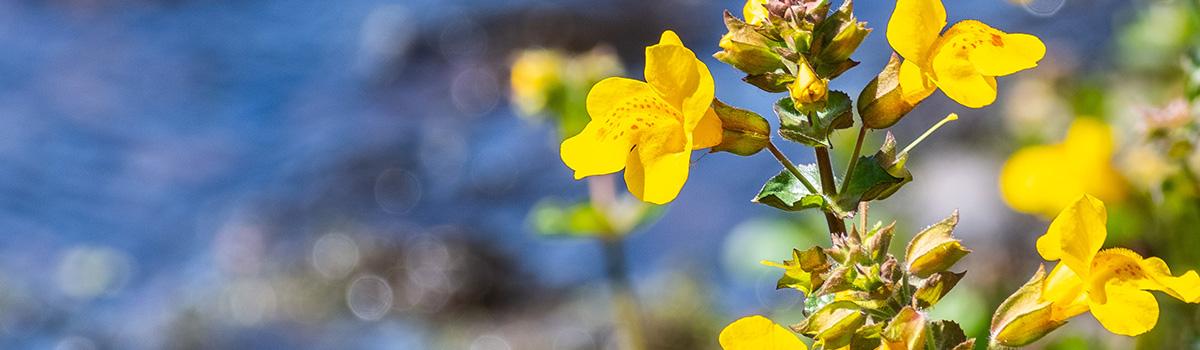 funny flower names with monkey flower