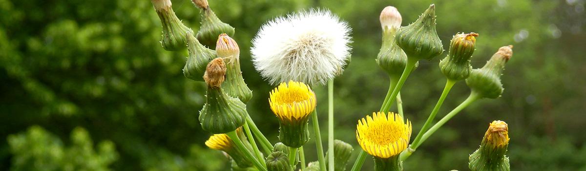 funny flower names with spiny leaved sow thistle
