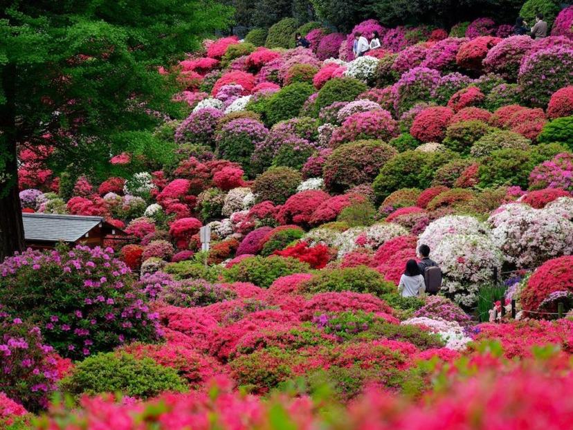 A photo of azaleas, which are popular Chinese flowers