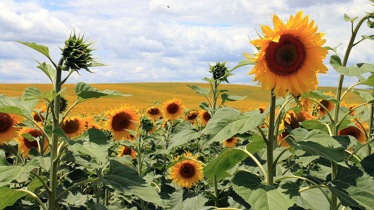 a photo of see flowers withy sunflowers in andalucia, spain