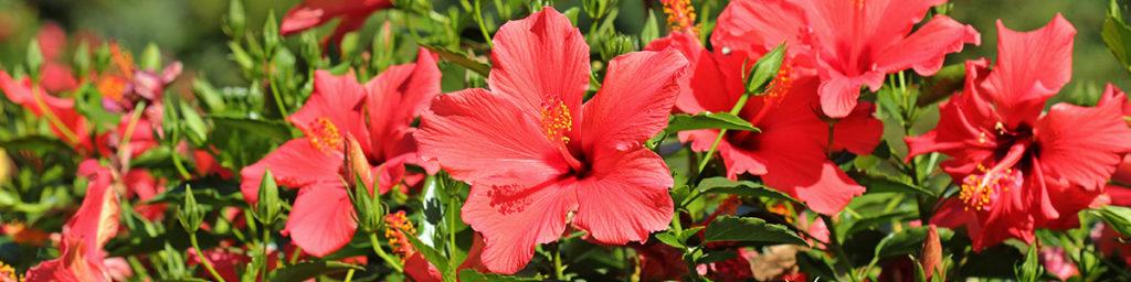 Photo of a hibiscus, a popular flowering plant