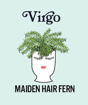photo of zodiac plants with maiden hair fern for virgo