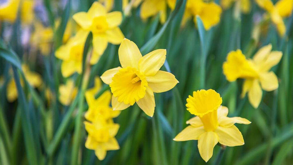 Types of Easter flowers with daffodils in a field.