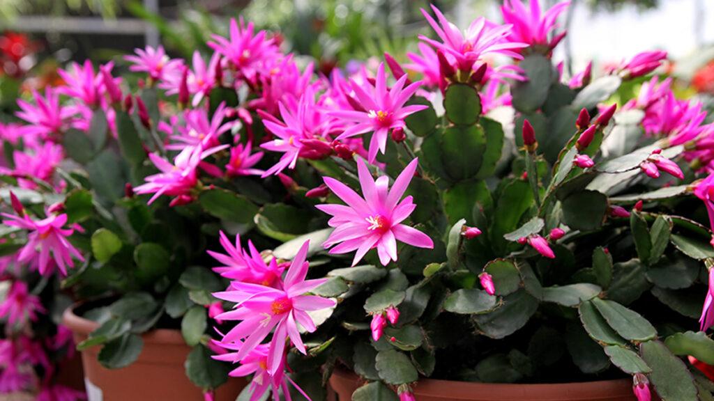 Types of Easter flowers with an Easter cactus in a pot.